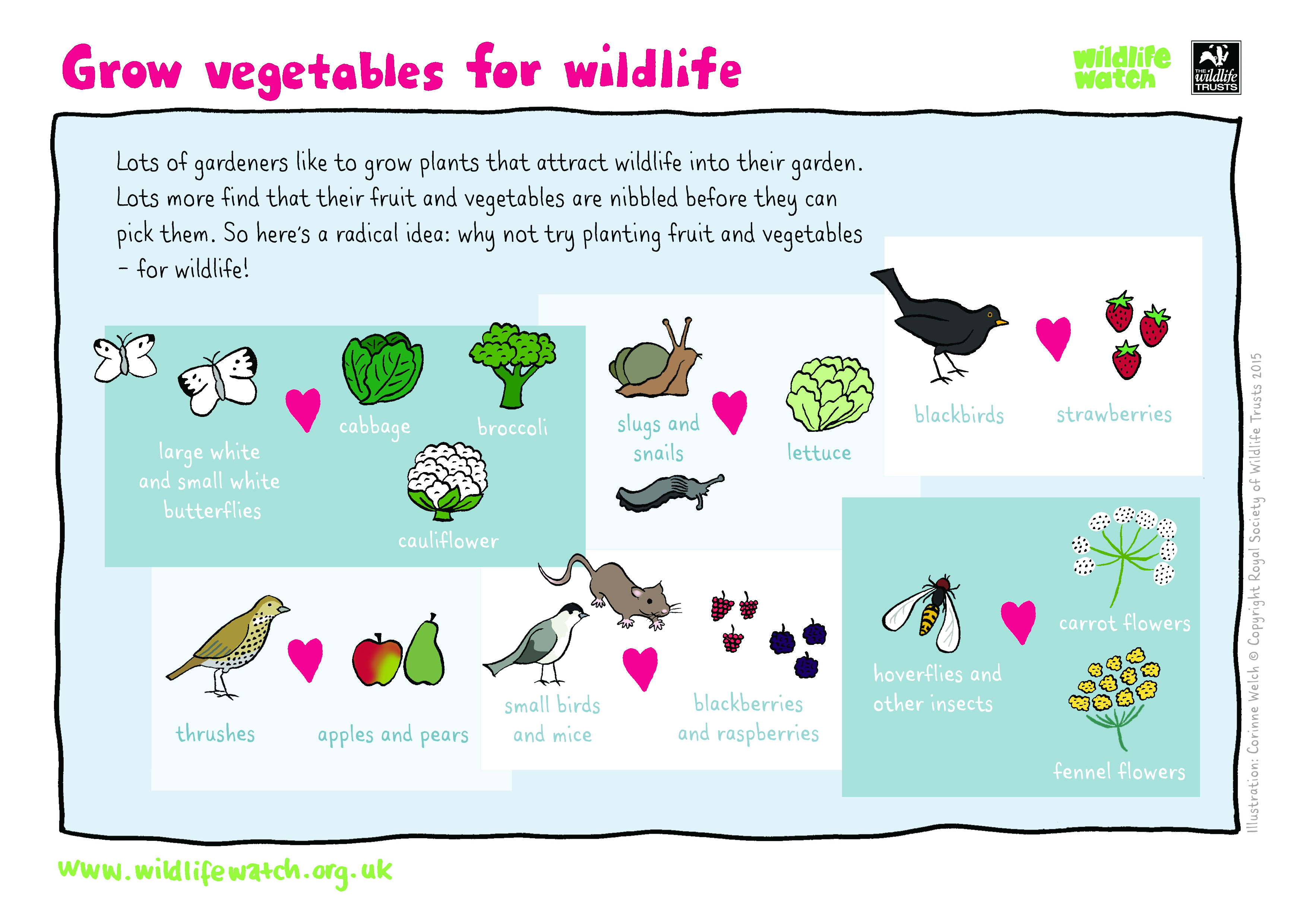 https://www.wildlifetrusts.org/sites/default/files/2020-03/VEGETABLES-FOR-WILDLIFE.jpg