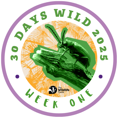 A purple circle contains the words 30 Days Wild 2025 Week One. In the centre a yellow patterned background behind a photograph of a beetle, the photograph has been given a green tint. 