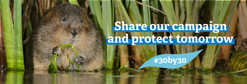 water vole