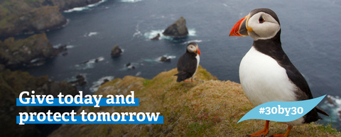 puffins