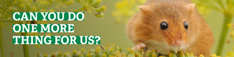 mouse