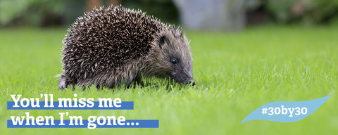 Hedgehog in a garden