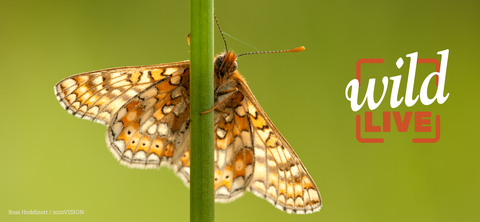 Marsh fritillary butterfly