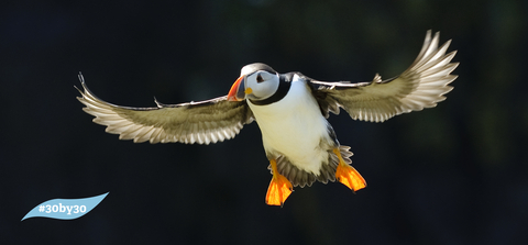 Puffin