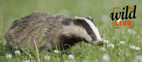 Badger © Andrew Mason