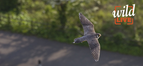 Peregrine falcon © Bertie Gregory 2020VISION
