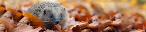 Hedgehog © Tom Marshall