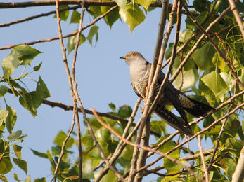 Cuckoo