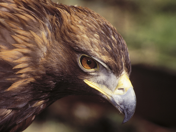 Golden eagle