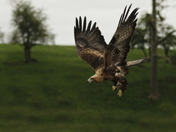 Golden eagle in flight