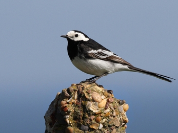 Pied wagtail
