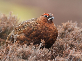 Red grouse