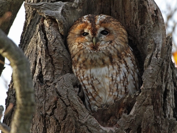 Tawny owl
