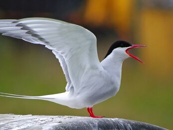 Arctic Tern