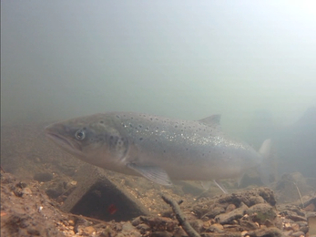 Atlantic Salmon