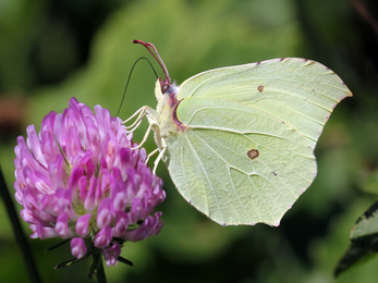 Brimstone Butterfly