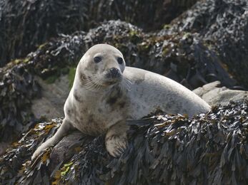 Grey Seal