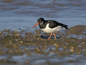 Oystercatcher