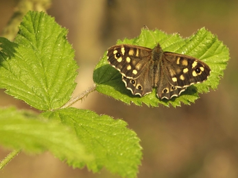 Speckled Wood