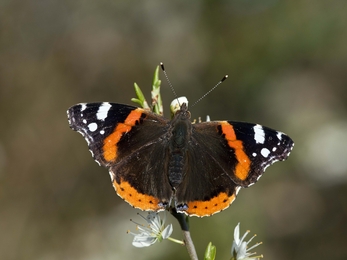 Red Admiral butterfly