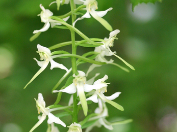 Orchids The Wildlife Trusts