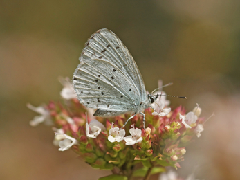 Holly Blue butterfly