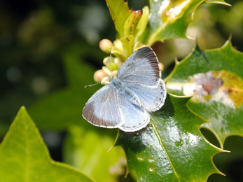 Holly Blue butterfly