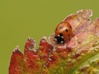7-spot Ladybird