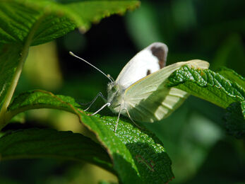 Large White butterfly