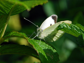 Large White butterfly