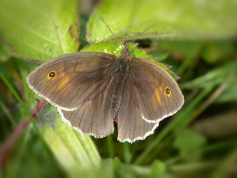 Meadow Brown