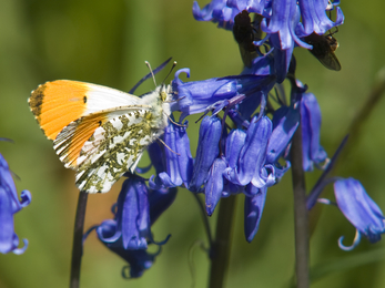 Orange-tip Butterfly