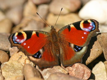 Peacock butterfly