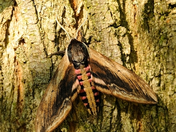 Privet Hawk-moth