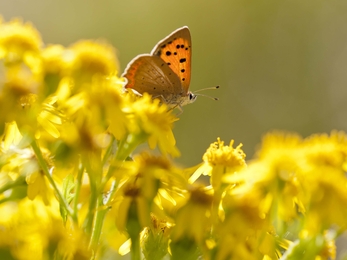 Small Copper butterfly