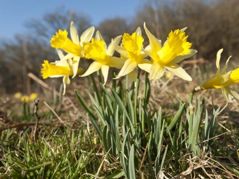 Wild Daffodil