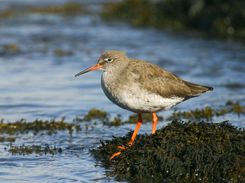 A redshank standing amongst seaweed on the edge of the water