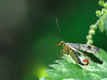 Scorpion Fly