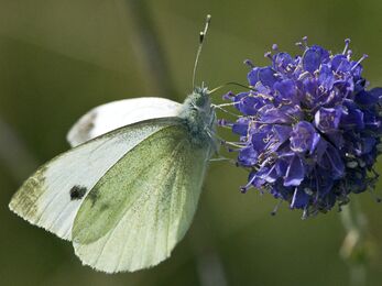 Small White butterfly