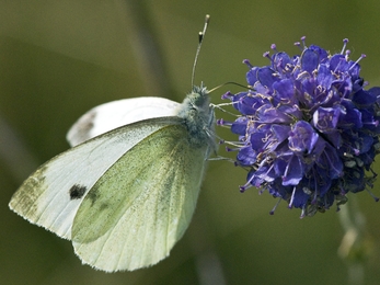 Small White butterfly