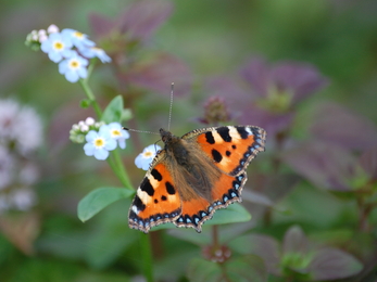 Small Tortoiseshell butterfly