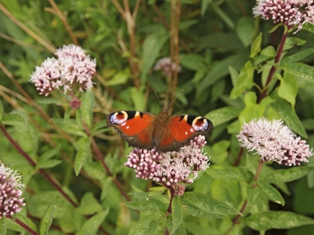 Peacock butterfly