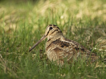 Woodcock