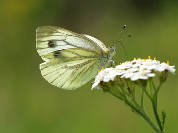 Green-veined White