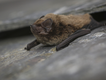 Bats | The Wildlife Trusts