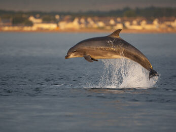 Bottlenose Dolphin - John MacPherson/2020VISION