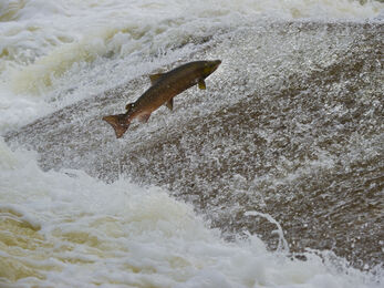 Leaping Salmon (c) Rob Jordan/2020VISION
