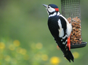 Great Spotted woodpecker (c) Amy Lewis