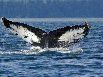 Humpback whale