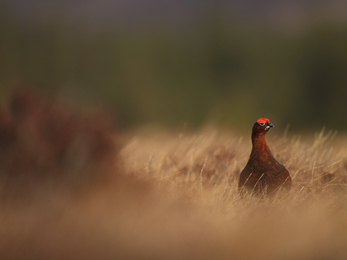 Red grouse (c) Luke Massey/2020VISION